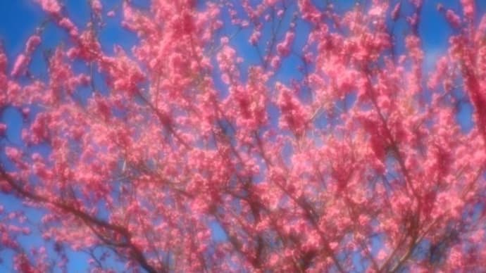 2024年 3月22日(金)の茨城県「古河総合公園」(2)