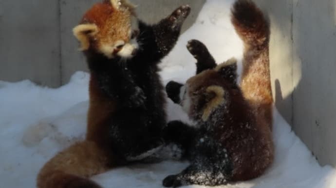 旭山動物園其の参レッサーパンダまみれ😻