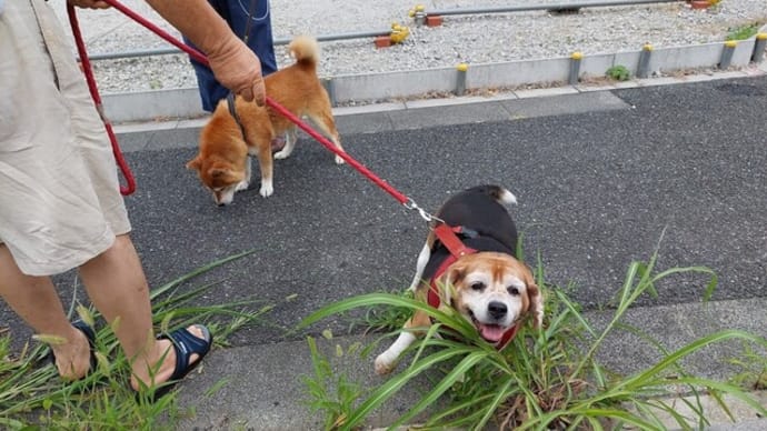 お散歩しやすい季節になってきたね