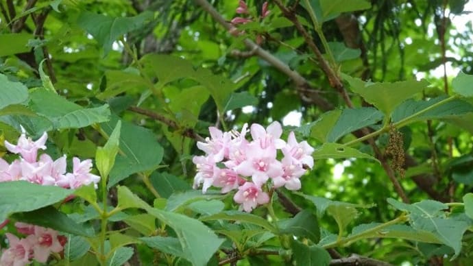東山丘陵・初夏の樹木花 2021.05.09