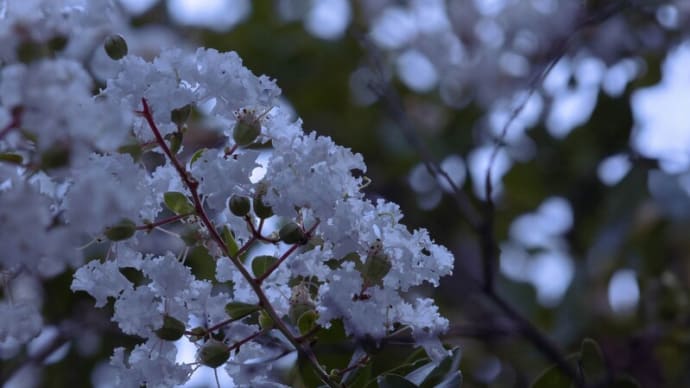 ●Adobe Lightroom Classic 生成AI削除ツールで目障りなものを消しました。