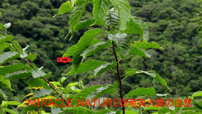 フタオチョウ幼虫の探し方