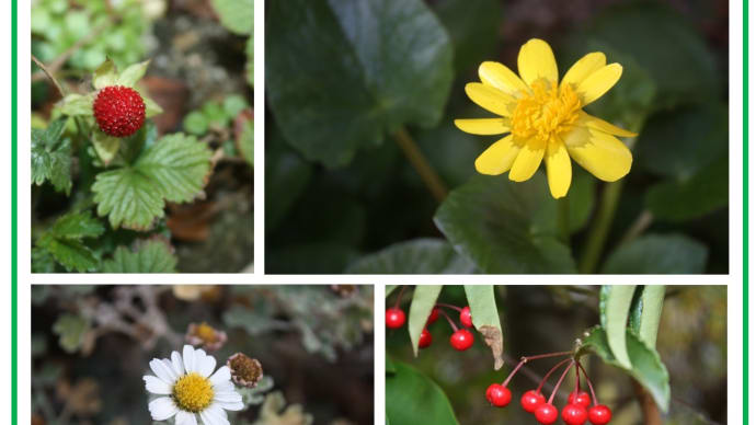 福岡の我が家の草花 2025/01/23