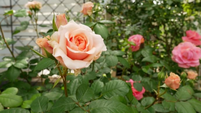 5月13日の庭<わたしのバラが咲いた♪>