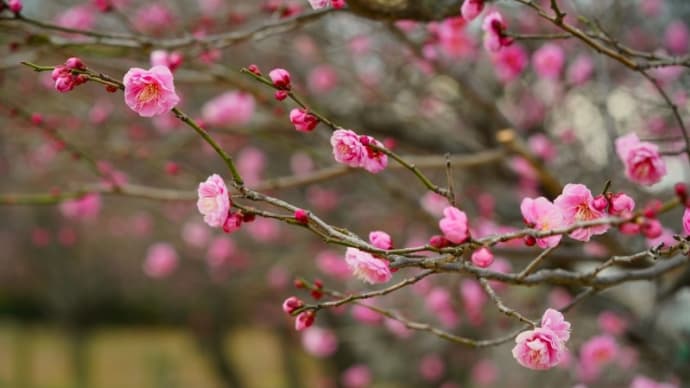 早咲きのウメがきれいです!(足立区都市農業公園 2022.1.30撮影)