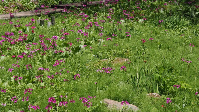 G.W明けに六甲高山植物園へ(PartⅣ)