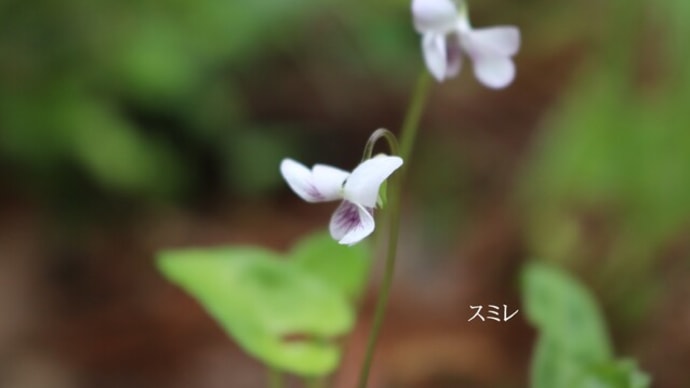 白い菫を発見。こんな近くにあったとは。