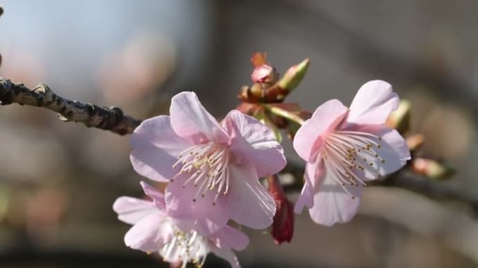 今日は立春　公園の川津桜がちらほら咲き始めました　