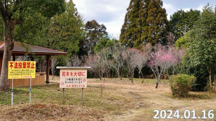 尾高城跡梅園の梅の開花情報　1月16日現在