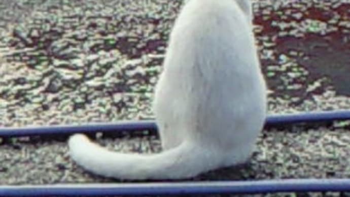 考える猫