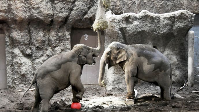 少しでも高く 工夫するアジアゾウ