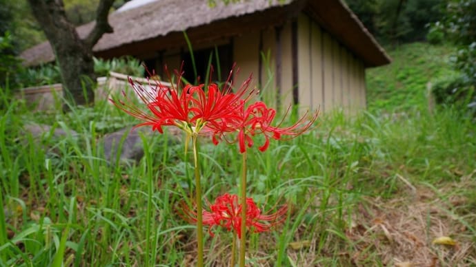 秋雨