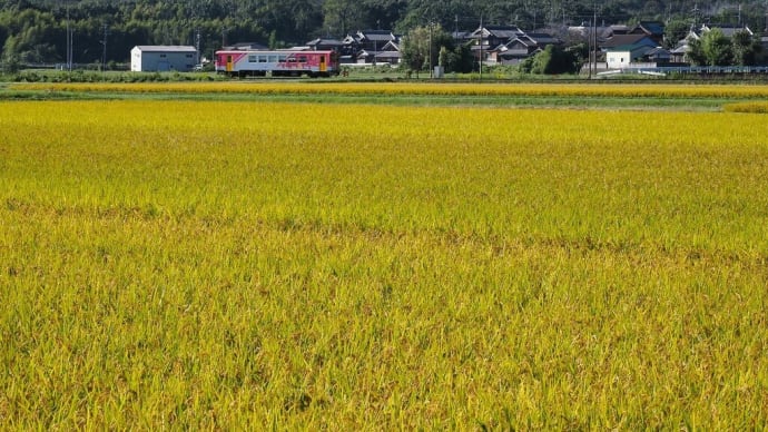 久々にローカル線の北条鉄道に行って来ました。
