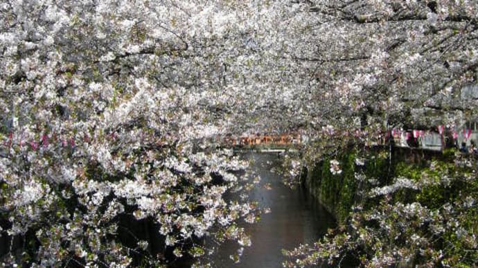 目黒川の桜♪