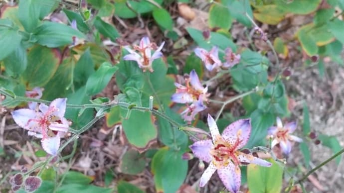 10月19日の花