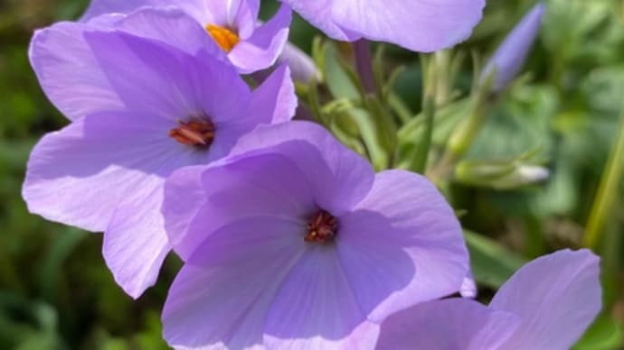 庭のお花達 ツルハナシノブ他