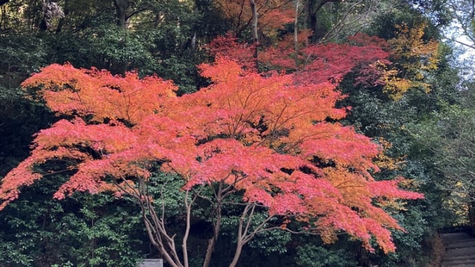 毎年恒例秋の箕面大滝