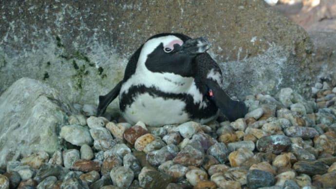 何ペンギン? 寝ころび姿