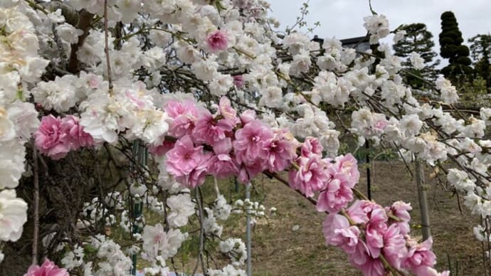 しだれ花ももが咲いています