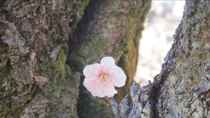 武蔵丘陵森林公園、遅咲きの梅林