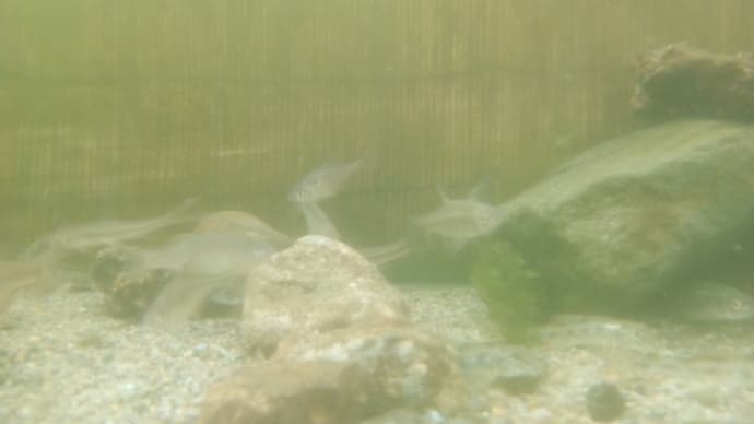 家の水槽その1