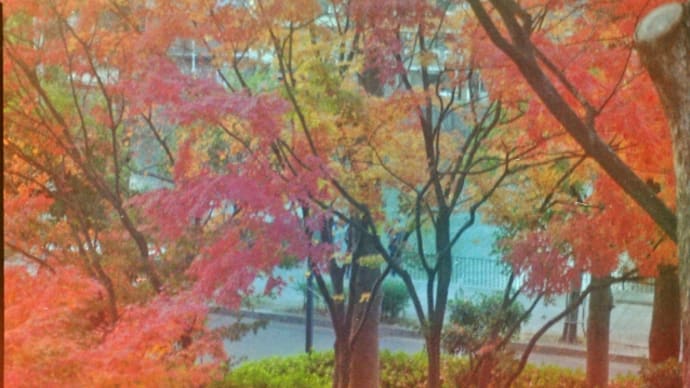 去年の紅葉🍁