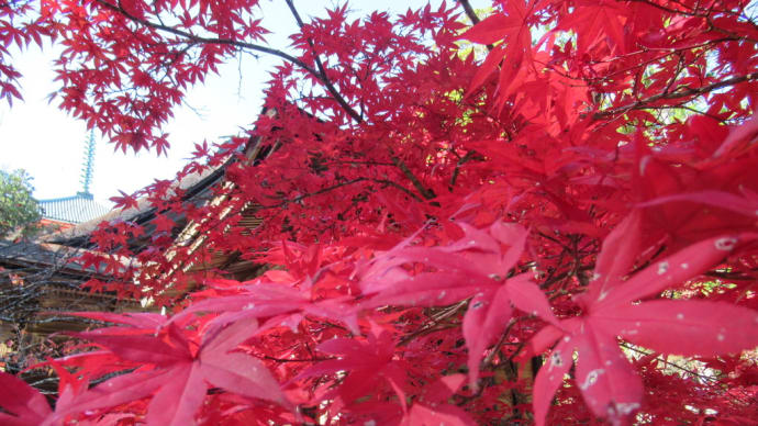 高野山 紅葉 2019