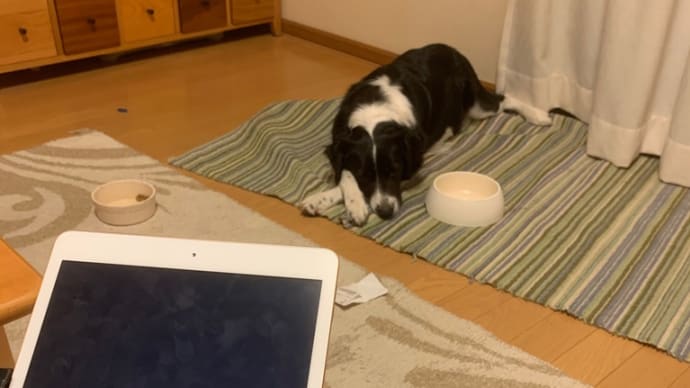 無料オンラインヨガレッスン