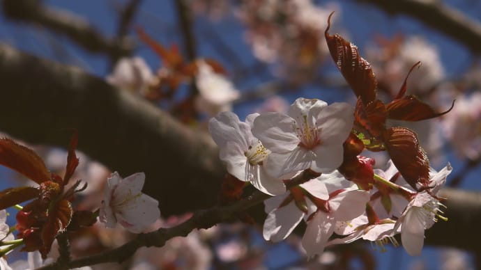 桜開花も今年は早く2-3