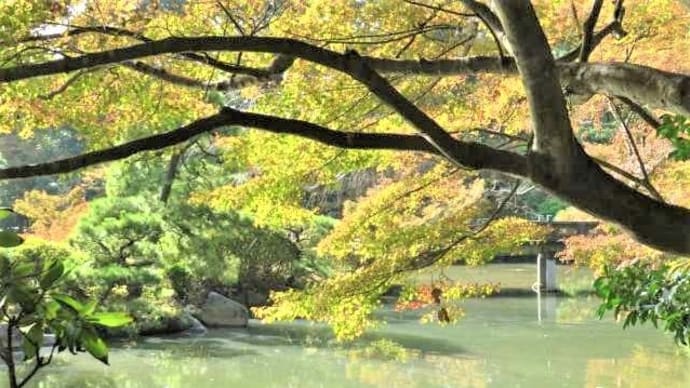 山口県下関市長府「長府庭園」①&ミコちゃん!丸くなって・・・( ゚Д゚)