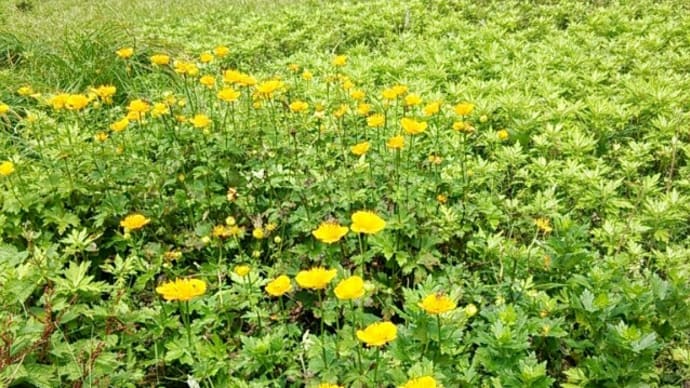 お花はそれほど咲いてませんでした
