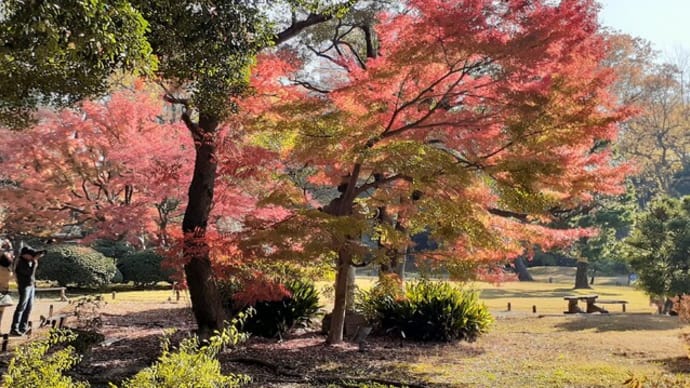 六義園の紅葉−3