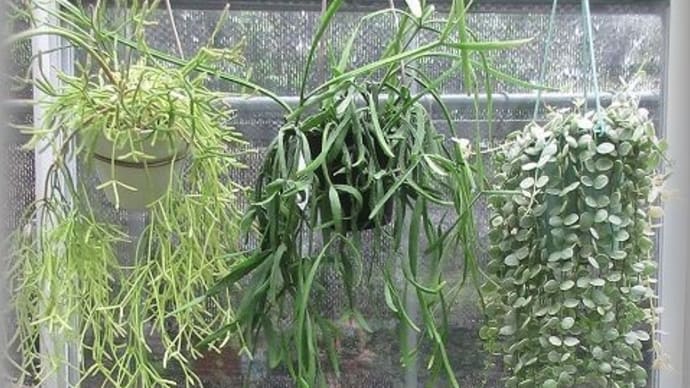 枝垂れ系の多肉3種 珍しい多肉の花