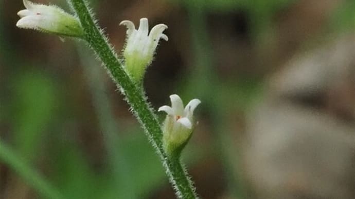 里山花散策