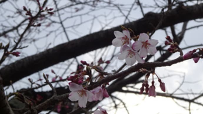 広島県福山市中心部のサクラの開花状況３