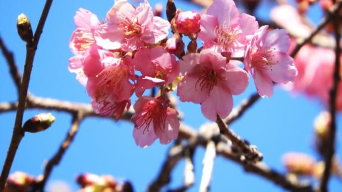 河津桜が咲きました。