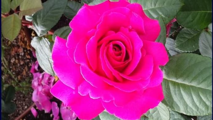 携帯で撮った薔薇
