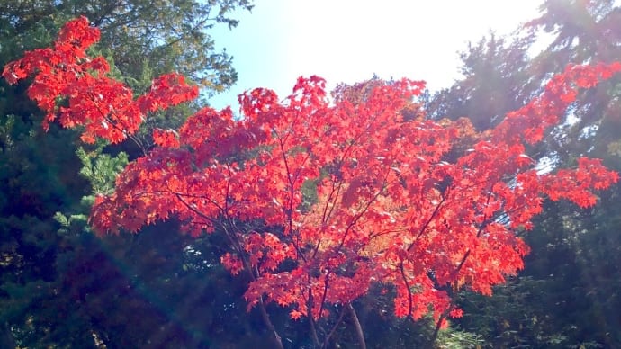 北海道神宮の紅葉 。。(*˘︶˘*).｡.:*♡