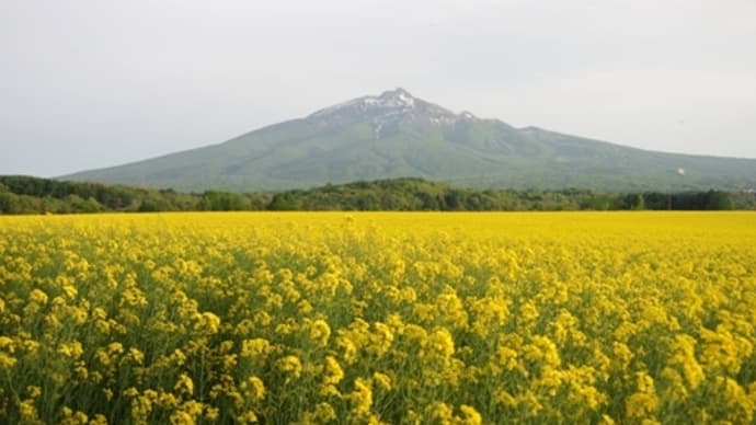 2024年5月15日 鰺ヶ沢の菜の花畑