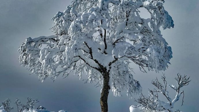 雪の芸術