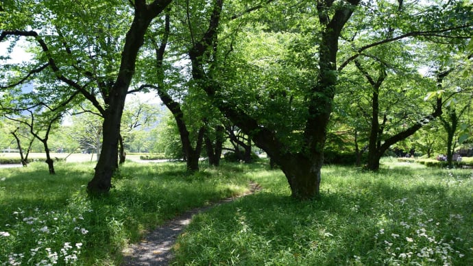 皇居・花便り・・・五月晴れの バラ園(5/8)
