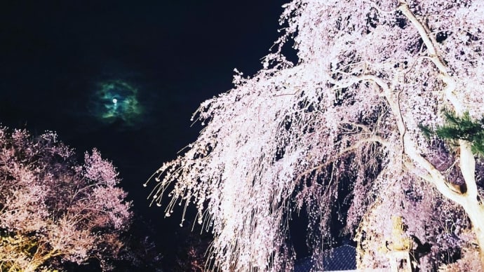 上越高田城址公園の夜桜