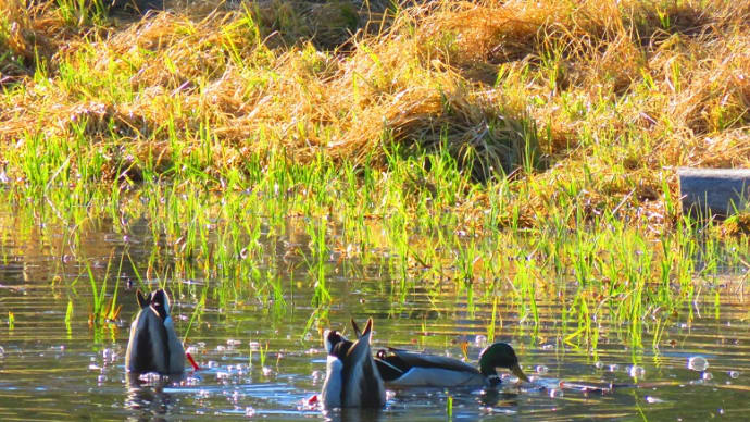 2年前の5月14日 鳥見散歩からのお仕事
