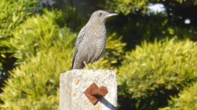 イソヒヨドリのメス