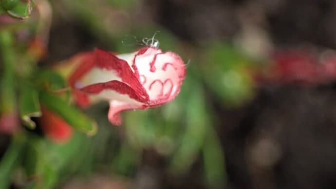 オキザリスを探しながら・・そして予想外の花を