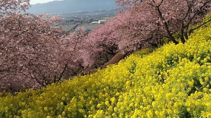 河津桜2023