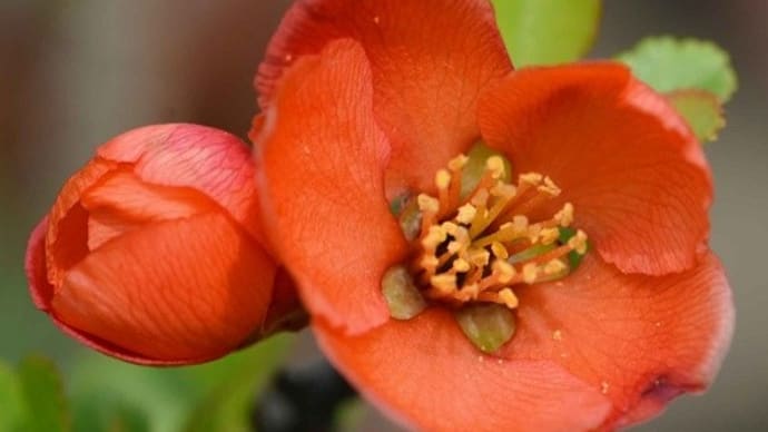 鉢植えのボケ(5)「長寿梅」