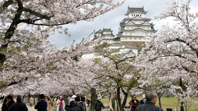 　桜が散り始め　（姫路城）　2024．04．09