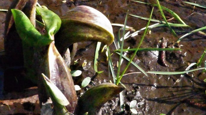 ザゼンソウ（座禅草）とニワトコ（接骨木・庭床）の新芽とキチジョウソウ（吉祥草）の実と蛾と俳句鑑賞