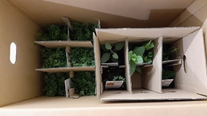 茨城から帰って来たら大人買いしたハーブ苗が届いてたとですぅ('ω')